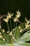 Diffused flatsedge